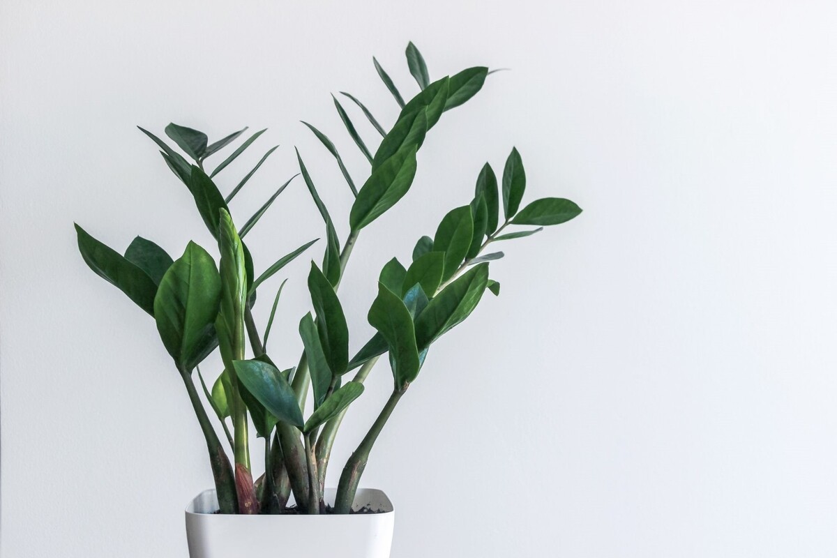 Zamioculca black: acompanhe as melhores dicas para deixar essa suculenta perfeita - Reprodução Canva