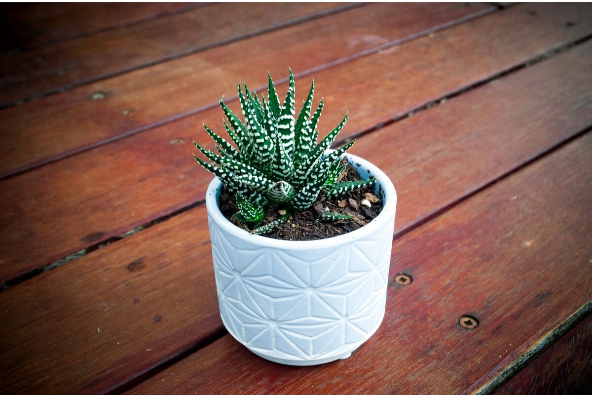 Planta zebra: veja as melhores dicas de cultivo dessa suculenta - Reprodução Canva