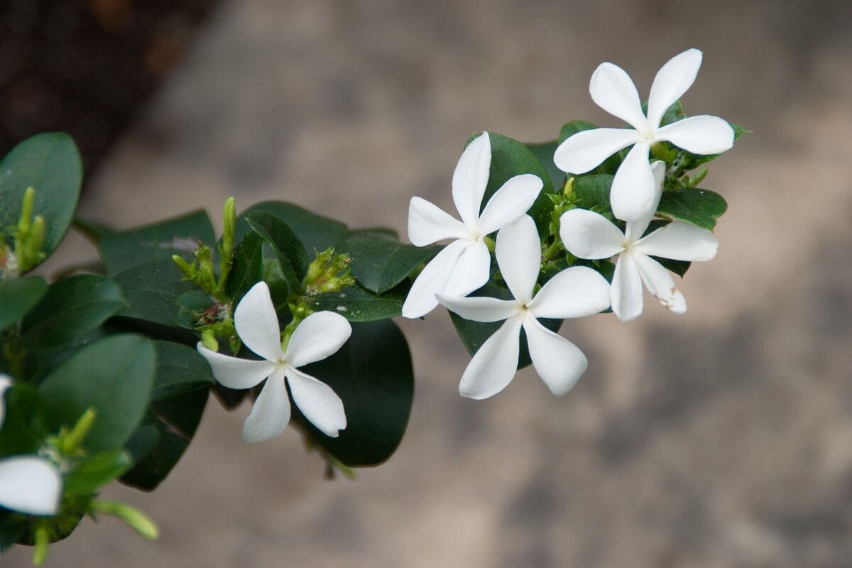 Ameixa de natal: acompanhe dicas importantes para cultivar essa bela espécie africana - Fonte Canva