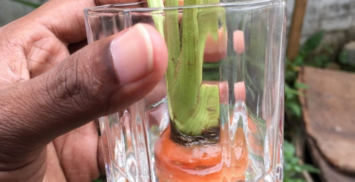 plantar cenoura - Reprodução Canva