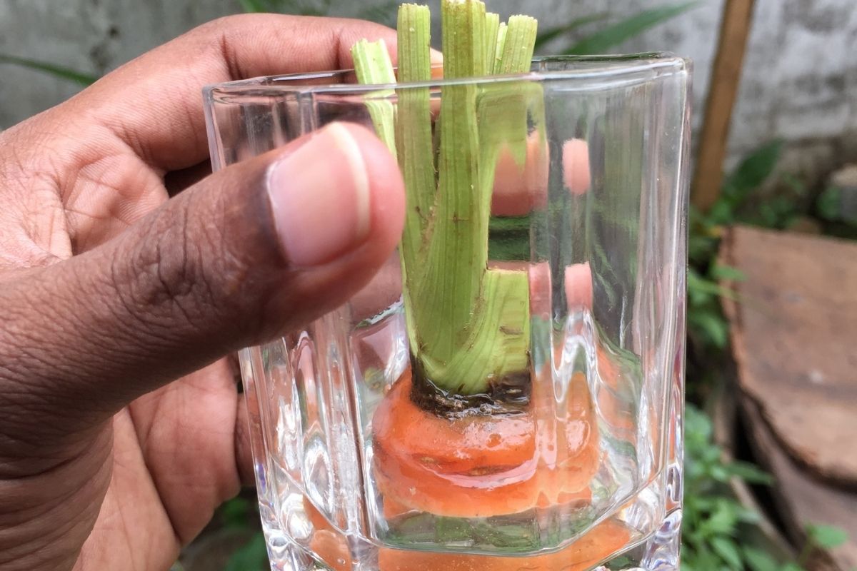 plantar cenoura - Reprodução Canva