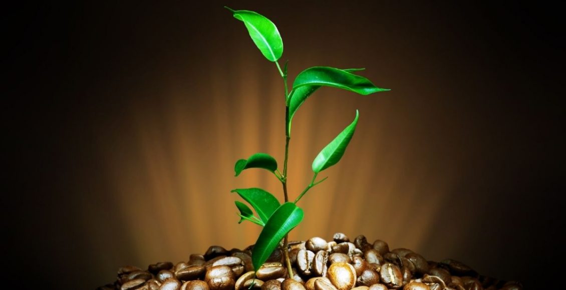 plantar feijão - Reprodução Canva