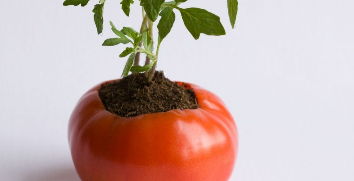 plantar tomate - Reprodução Canva
