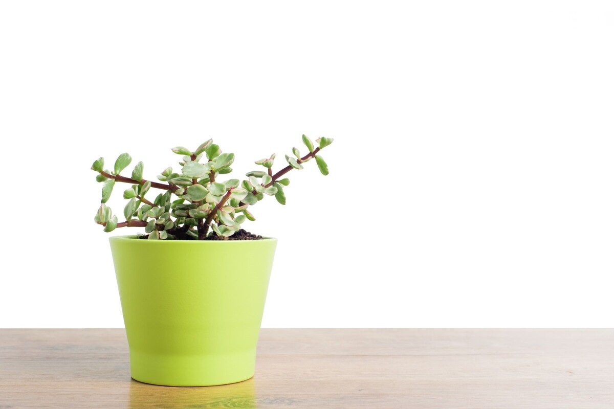 Portulacaria Afra: veja as melhores dicas para cultivar essa planta suculenta - Reprodução Canva