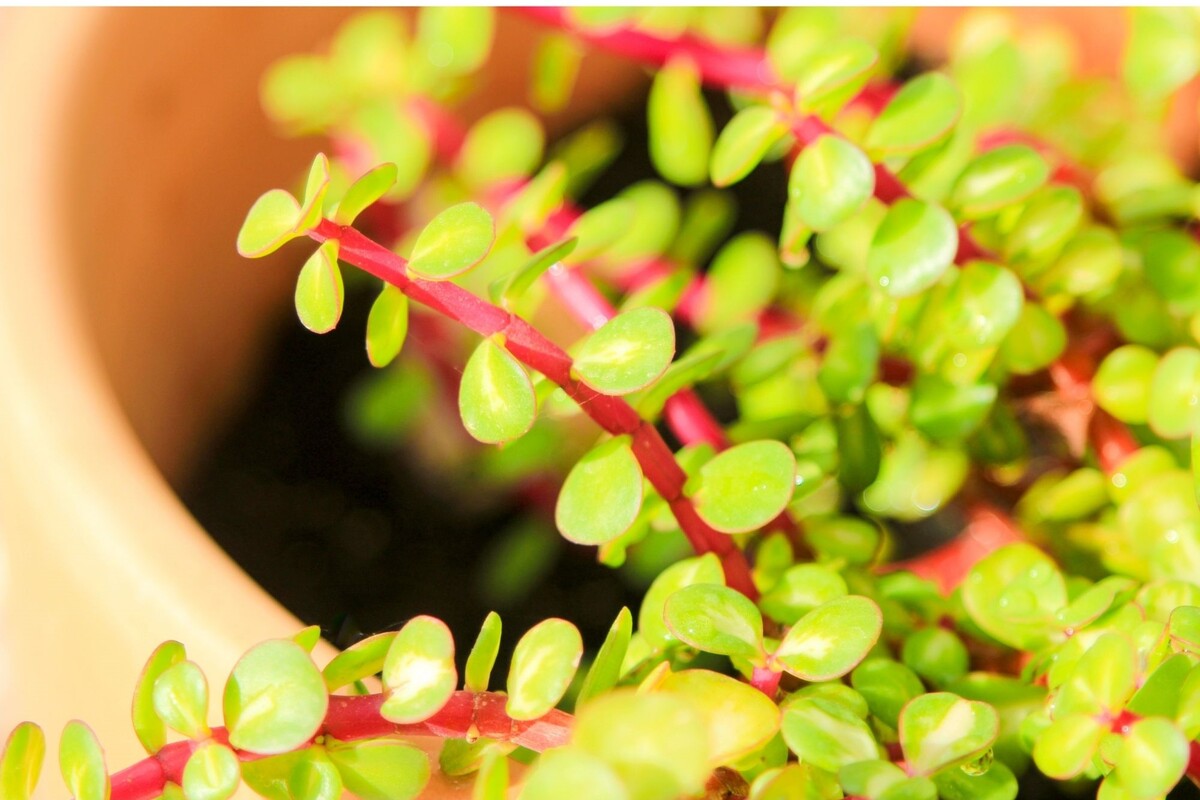 Portulacaria Afra: veja as melhores dicas para cultivar essa planta suculenta - Reprodução Canva
