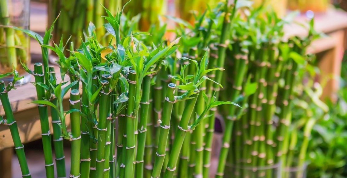 Bambu-da-sorte: saiba tudo sobre essa planta e como você pode cultivá-lo em casa- reprodução Canva