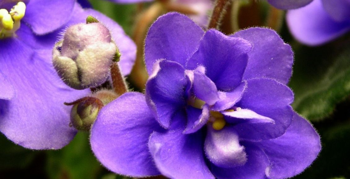 Violeta Africana: saiba como cultivar essa linda espécie em casa - reprodução Canva