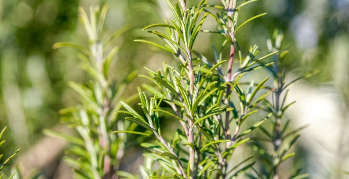 Como fazer o chá de alecrim para usar no dia a dia - reprodução: Canva