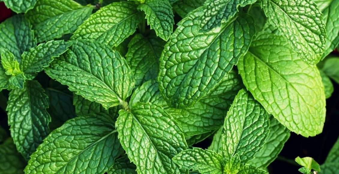 Hortelã: aprenda como fazer o uso no dia a dia - reprodução Canva