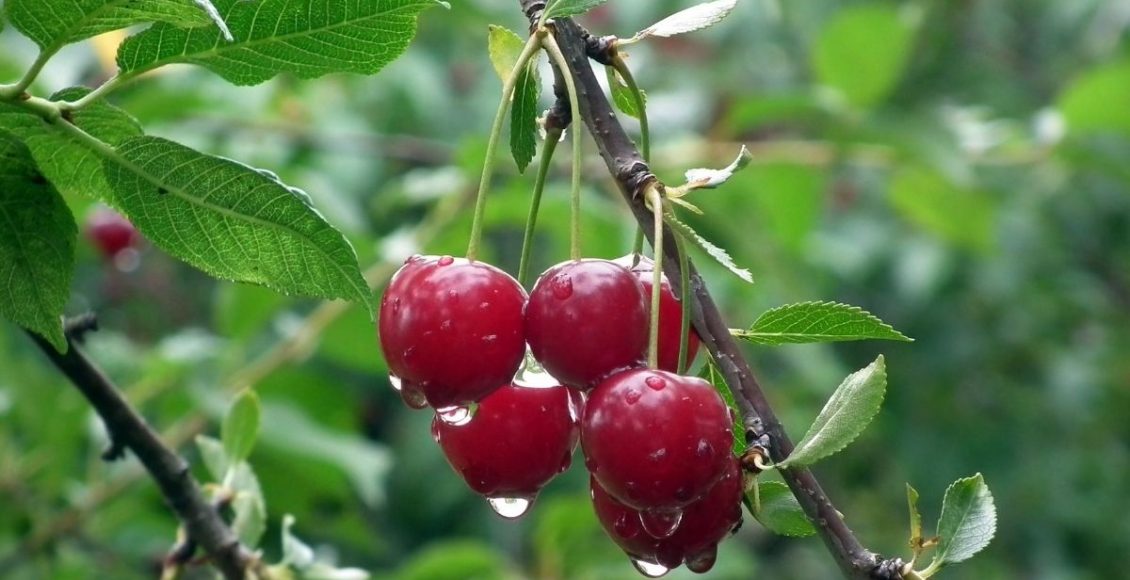 Como fazer o plantio correto da árvore cerejeira - reprodução: Canva