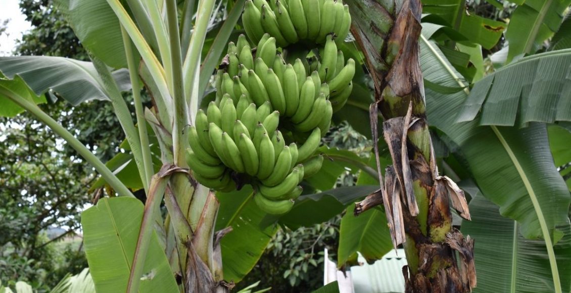 Bananeira: saiba como cultivar essa árvore em casa; Aprenda agora - reprodução: Canva