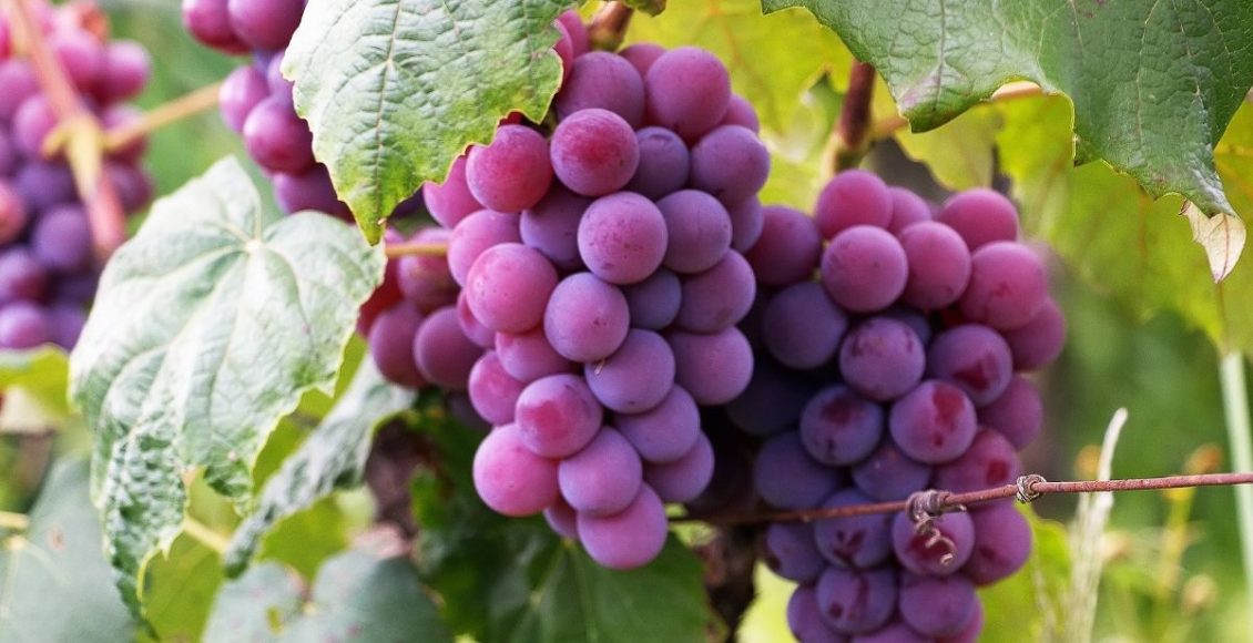 Aprenda a como cultivar a parreira em casa e produzir suas próprias uvas - reprodução: Canva