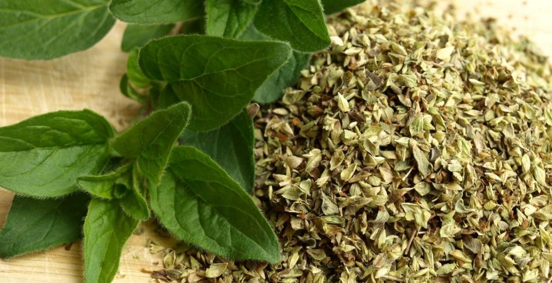 Orégano: saiba como cultivar essa erva em casa - reprodução: Canva