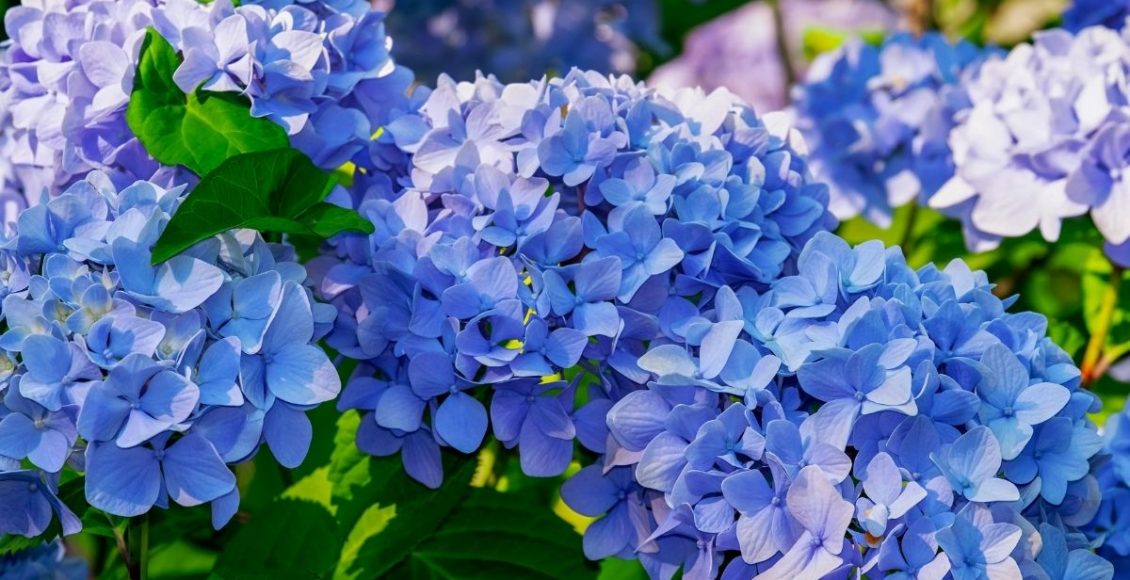 Saiba tudo sobre essa linda planta chamada Hortênsia - reprodução: Canva