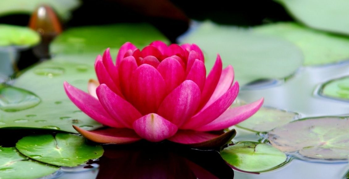 Além de muito simbolismo, a flor de Lótus pode ser usada na decoração - reprodução: Canva