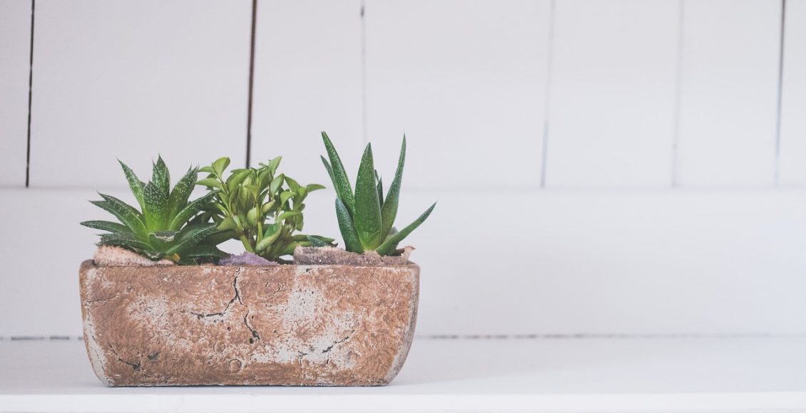 Plantas para quarto: conheça 3 que te ajudarão a dormir melhor - pixabay