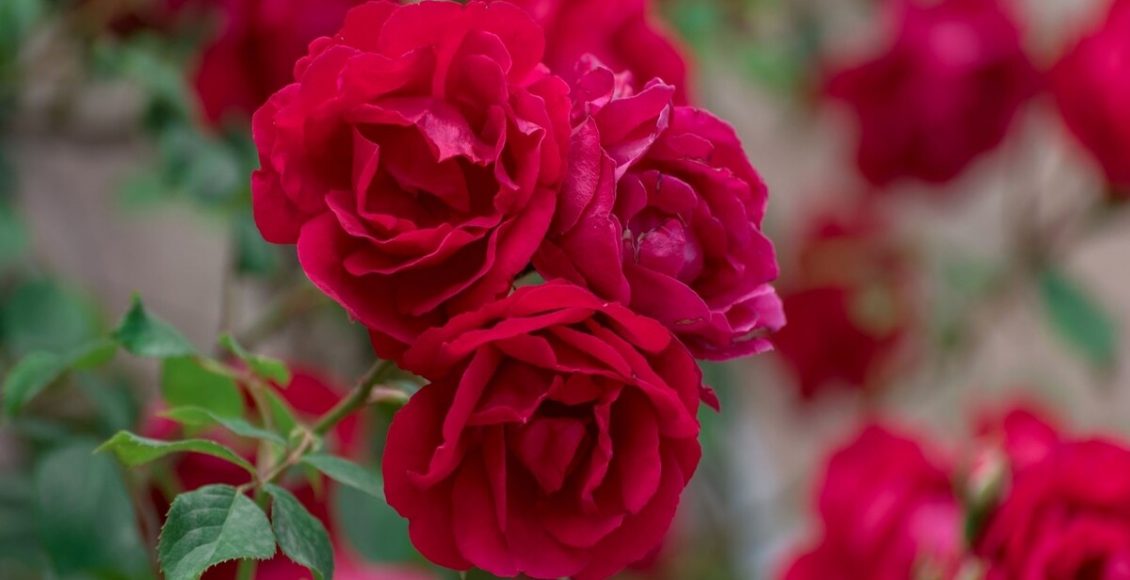 Rosa arbustiva: aproveite para descobrir dicas de cultivo dessa espécie asiática - Fonte Canva