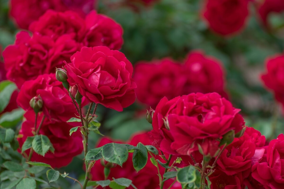 Rosa arbustiva: aproveite para descobrir dicas de cultivo dessa espécie asiática - Fonte Canva