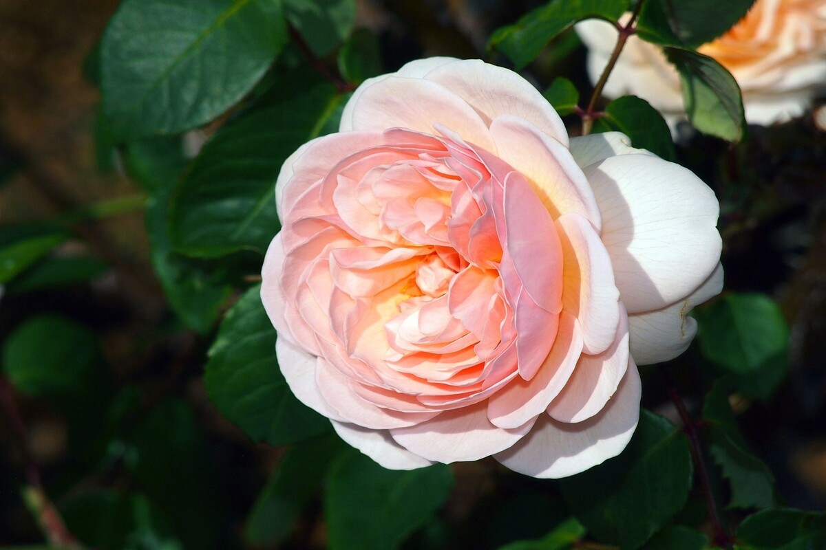 Rosa julieta: veja as formas de cultivar a planta de buquê de noiva - Fonte: Canva