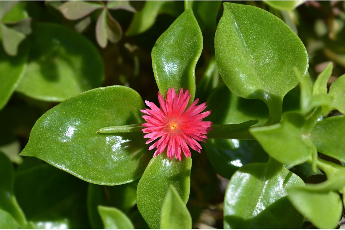 Rosinha do sol: veja dicas para deixar essa suculenta ainda mais bonita - Reprodução Canva