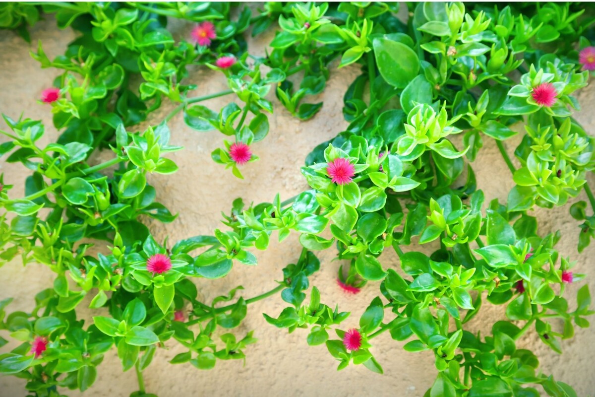 Rosinha do sol: veja dicas para deixar essa suculenta ainda mais bonita - Reprodução Canva