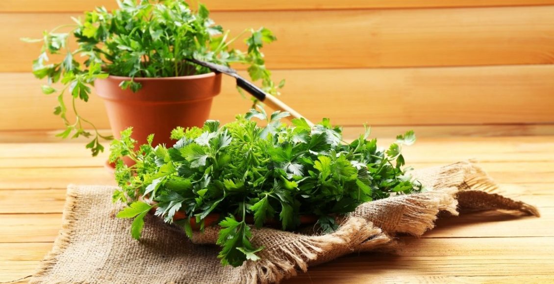 Aprenda agora como fazer o cultivo de salsa em vaso; veja como é fácil — Reprodução do Canva.