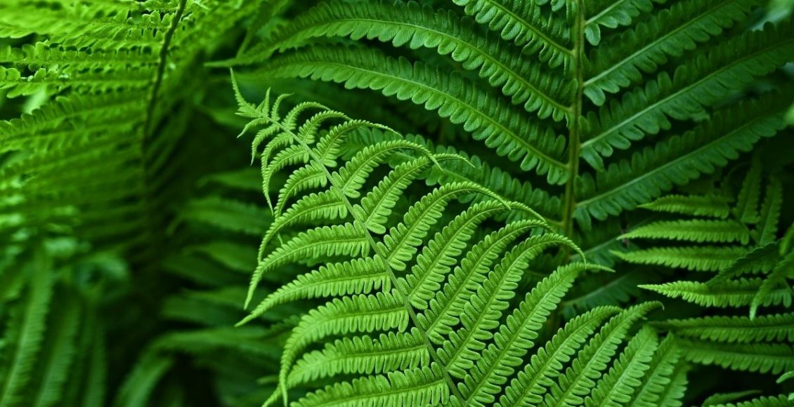 samambaia - Reprodução Canva