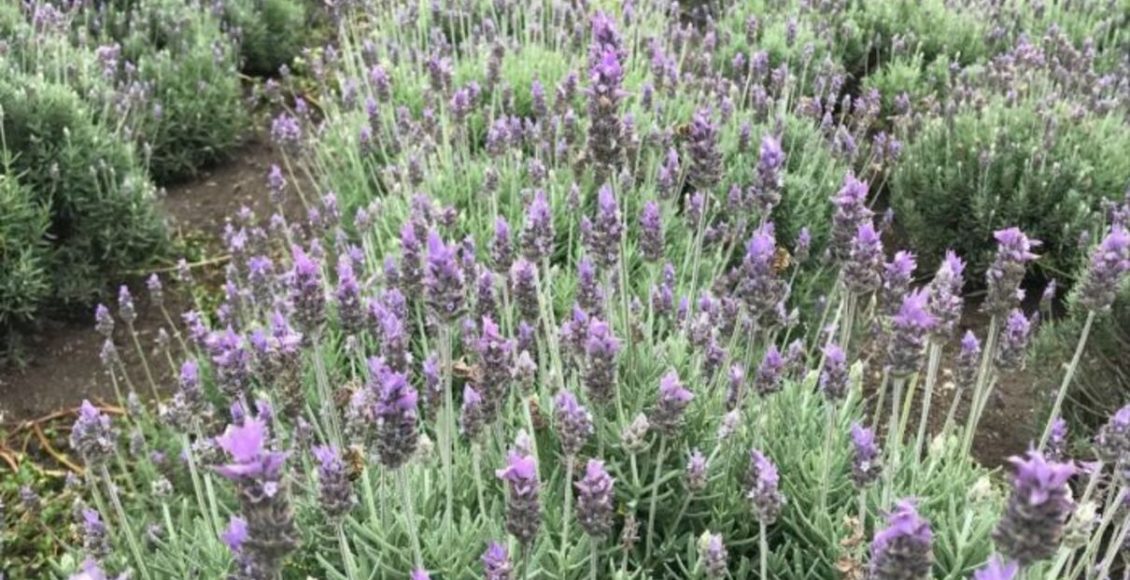 Como fazer aromatizador de ambiente caseiro de lavanda? Veja passo a passo - Fonte: Pixabay