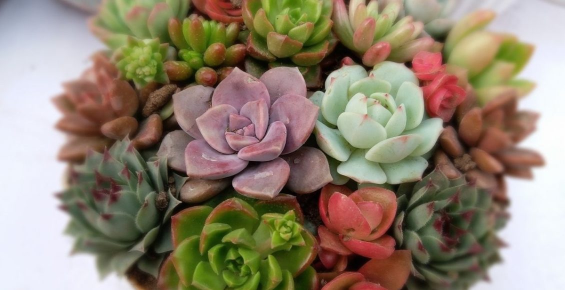suculentas [ - Reprodução Canva