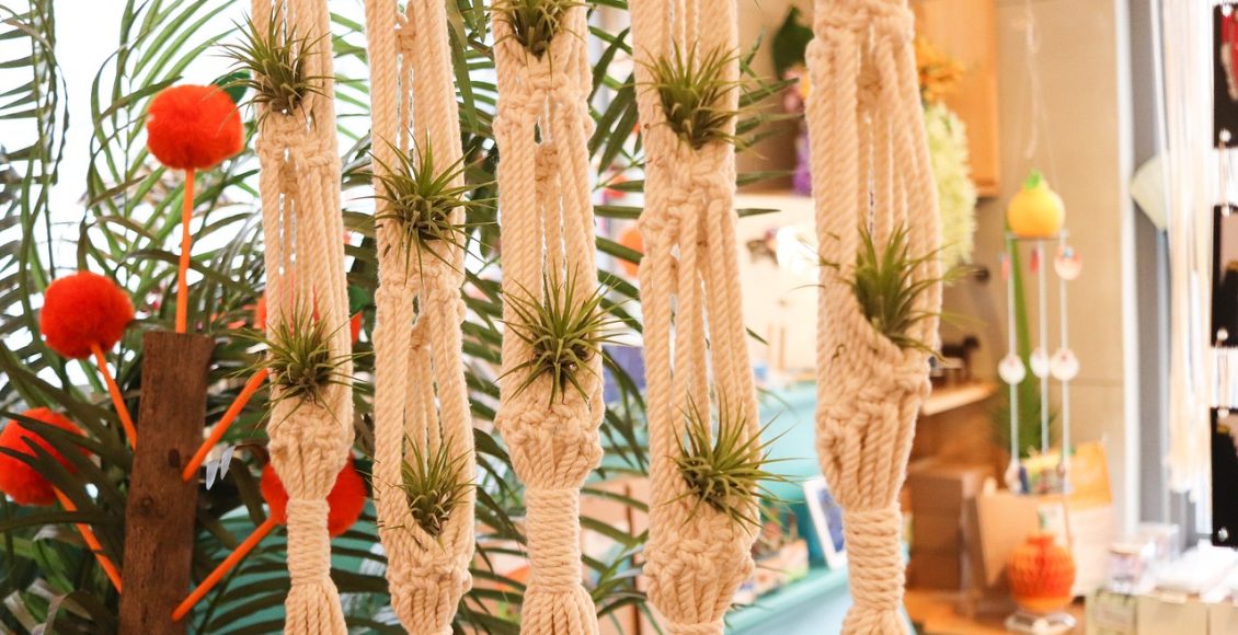 Tillandsia: conheça essa chamativa planta aérea e saiba mais sobre seus cuidados - Pixabay