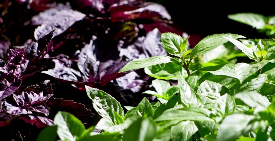 tipos de manjericão - Reprodução Canva