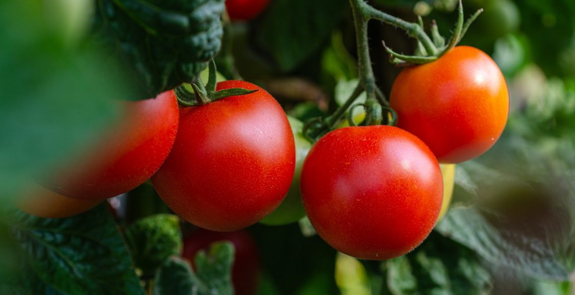 Tomate ajuda no processo de emagrecimento e também é um antioxidante poderoso, veja mais benefícios do tomate - Pixabay