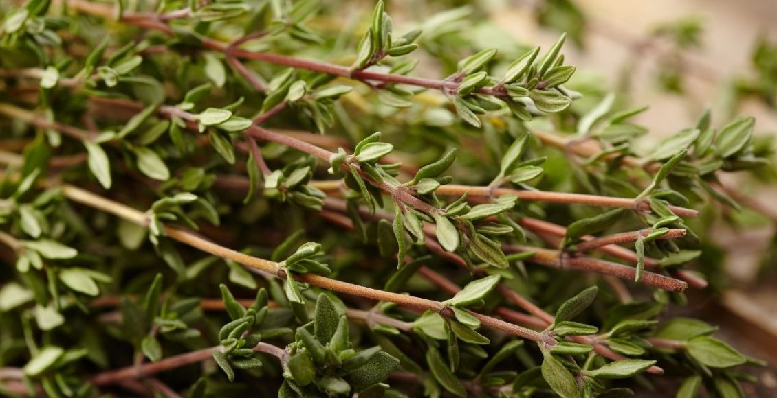 tomilho - Reprodução Canva