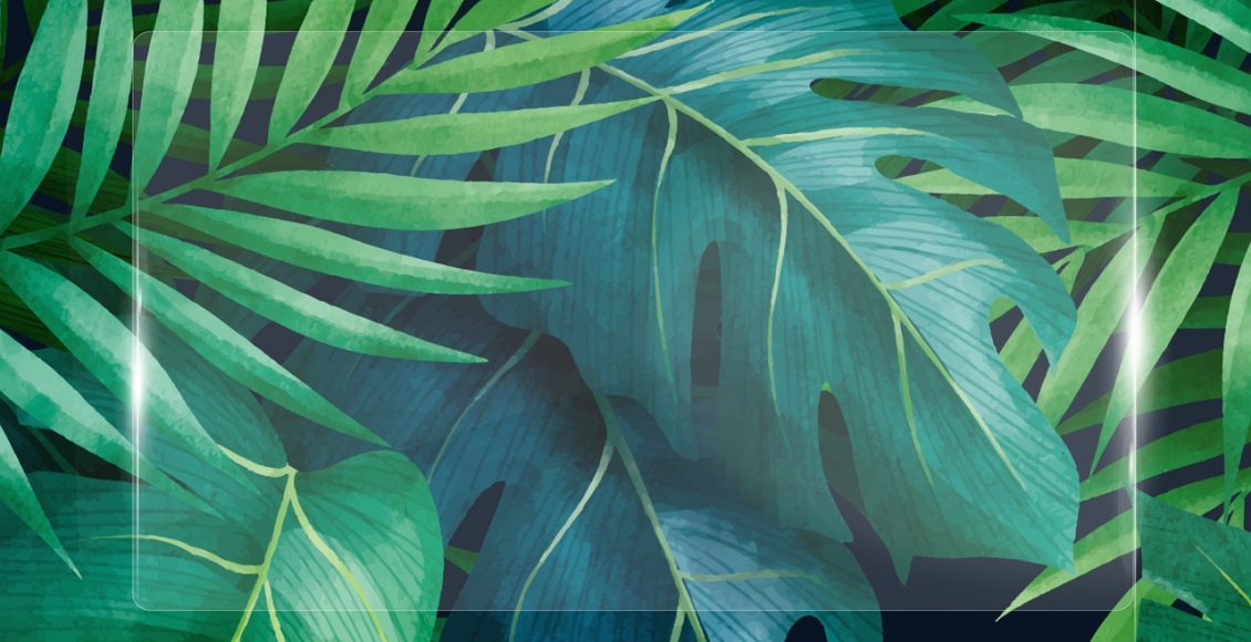 Camedórea-elegante: descubra dicas de como cultivar corretamente essa planta - Pixabay