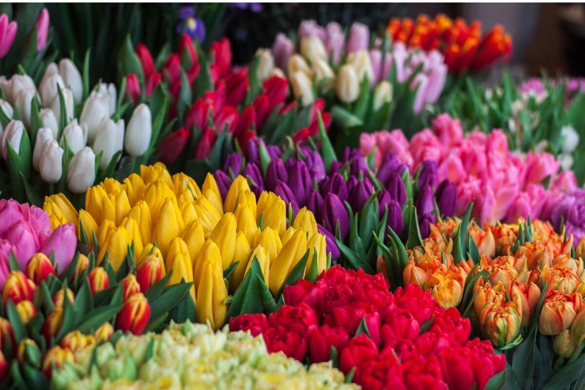 Tulipa: acompanhe dicas de cultivo para deixar essa planta encantadora - Reprodução Canva