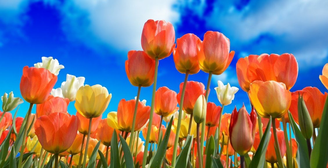 Jardim bonito: veja algumas dicas para manter ele sempre belo e saudável - pixabay