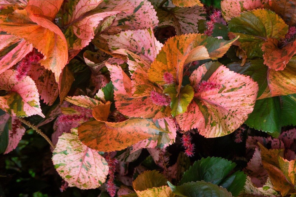 Acalifa vermelha: veja os melhores métodos para cultivar esse arbusto - Reprodução Canva