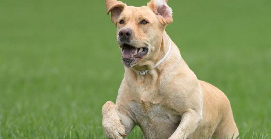 Shampoo anti-pulgas caseiro de lavanda para cão: veja receita mais fácil do mundo - Fonte: Pixabay