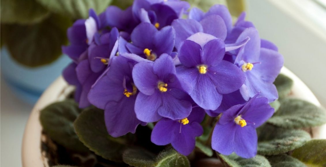 Veja como cuidar de violeta em vaso; aprenda agora dicas imperdíveis para mantê-las saudáveis e bonitas — Reprodução do Canva.