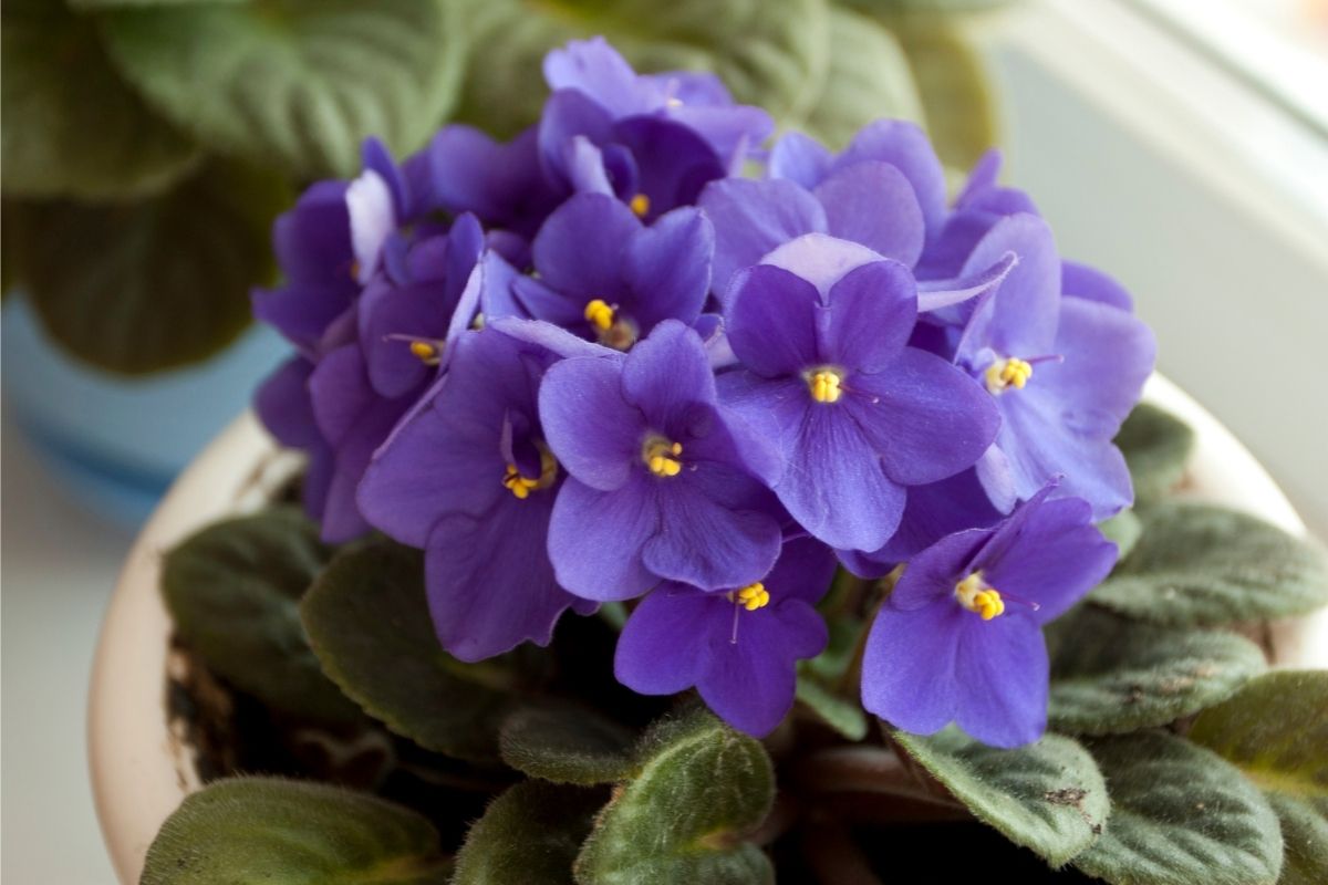 Veja como cuidar de violeta em vaso; aprenda agora dicas imperdíveis para mantê-las saudáveis e bonitas — Reprodução do Canva.