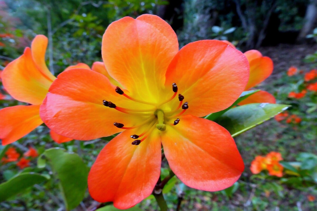 Viréia: acompanhe dicas imperdíveis de como cuidar desse arbusto asiático - Fonte Canva
