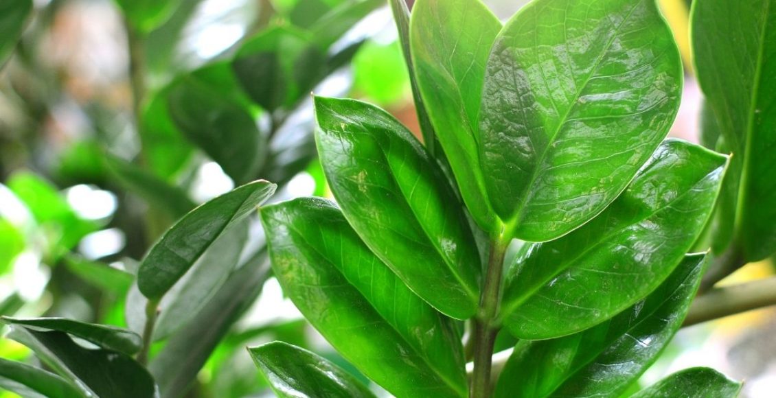 zamiocuca - Reprodução Canva