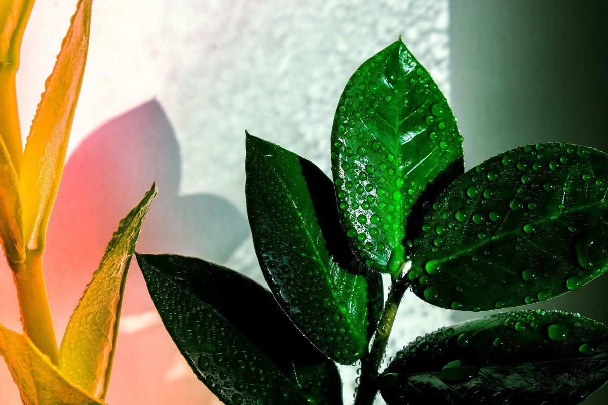 Zamioculca black: acompanhe as melhores dicas para deixar essa suculenta perfeita - Reprodução Canva