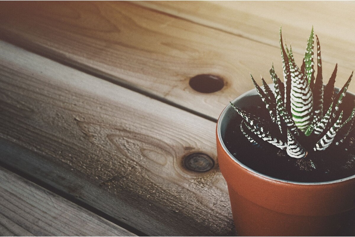 Zebra: veja as melhores dicas de cultivo dessa planta suculenta - Reprodução Canva