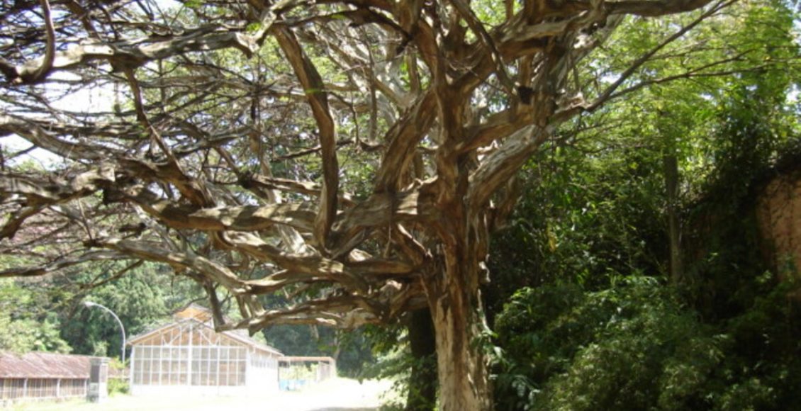 Como plantar Tataré? Veja dicas super fáceis para fazer tudo em casa e sem dificuldade - Fonte: Pixabay