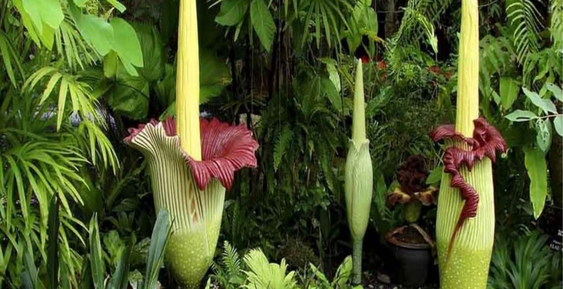 Flor cadáver - Fonte: Pixabay