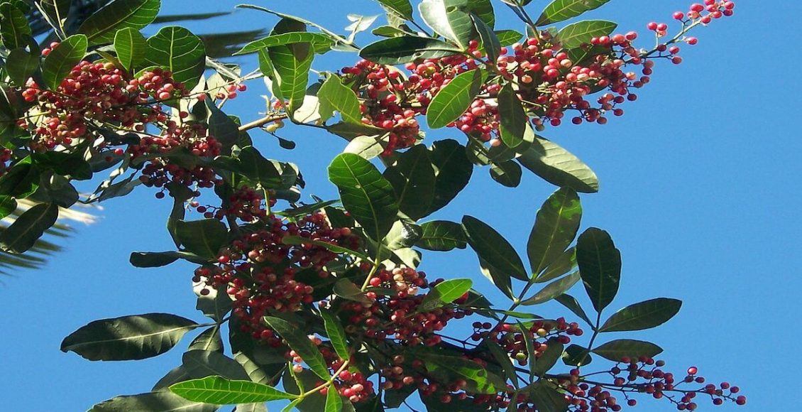 Aroeira do Cerrado: saiba como plantar, cultivar, tipo de terra, rega e muito mais - Fonte: Canvas