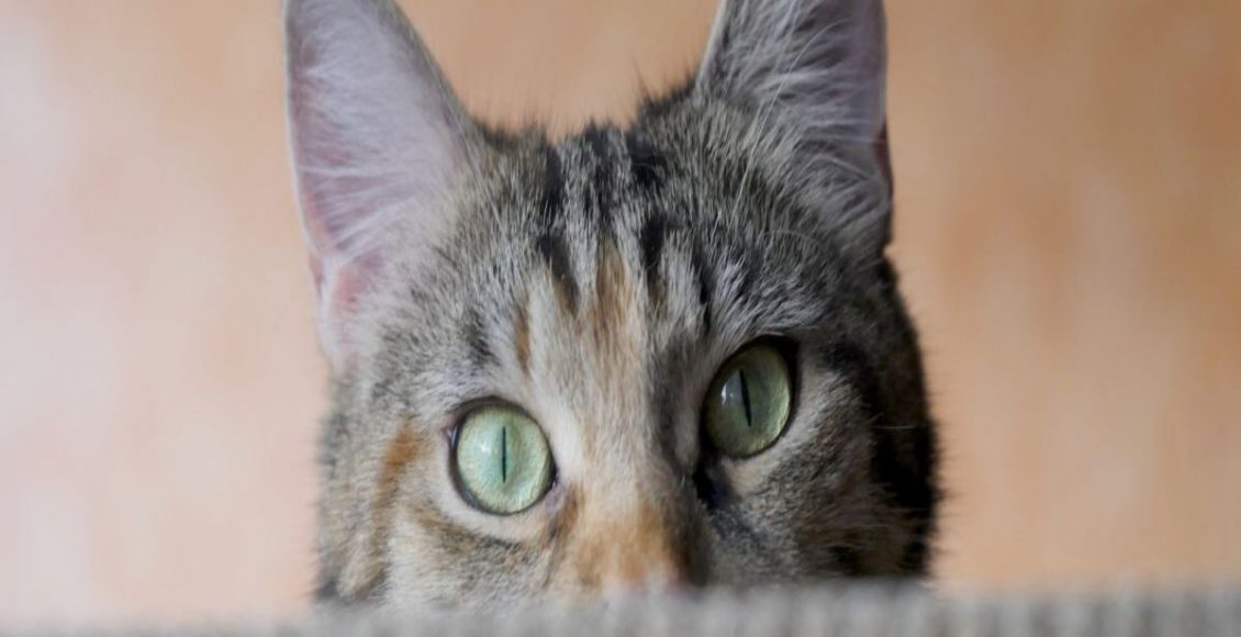 Está pensando em ter um animal de estimação? Saiba quais deles se adequam ao seu perfil - Fonte: Canvas