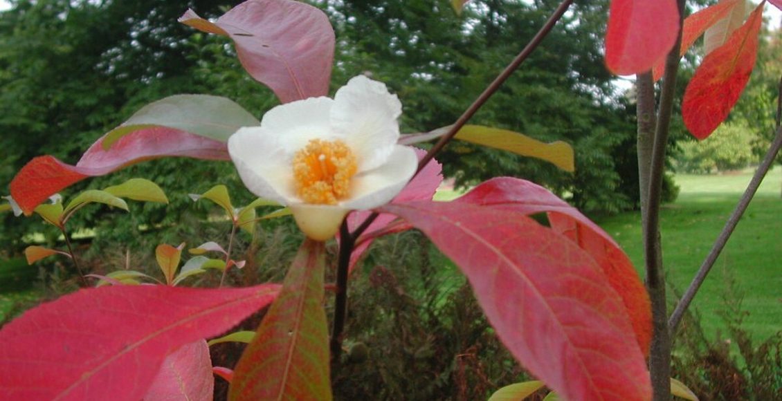 Dicas de como cultivar Franklin: entenda mais sobre o que é essa planta e onde nasce - Fontr: Pixabay