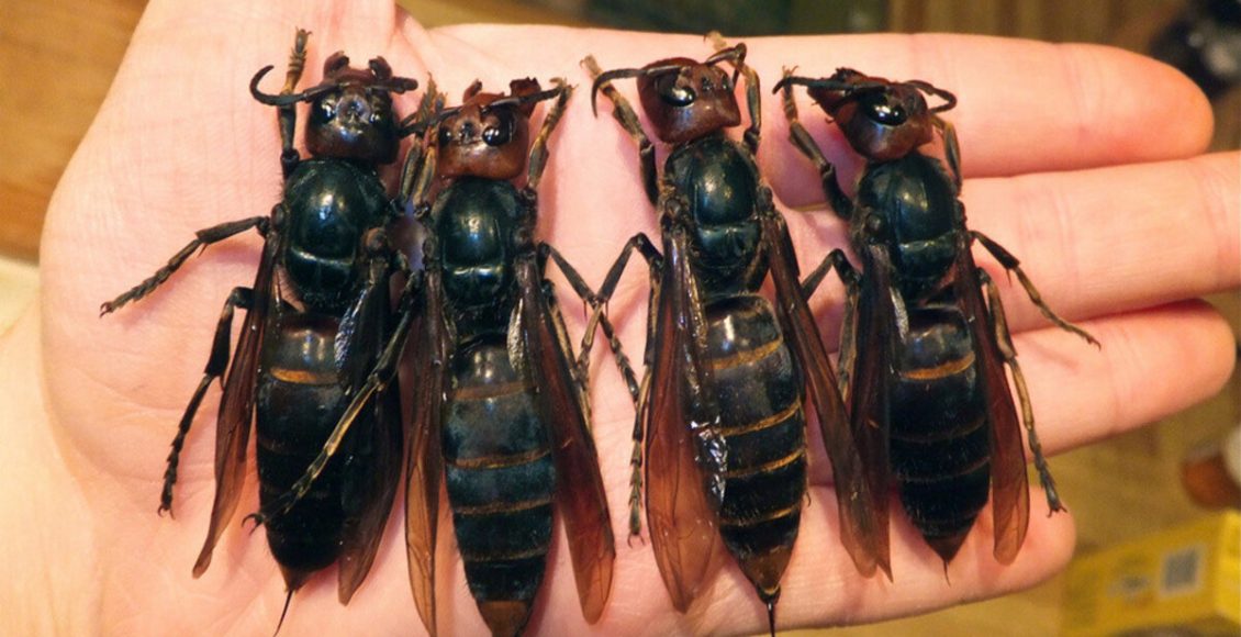 Como acabar com ninho de vespa? Veja dicas fáceis para fazer isso de forma segura - Fonte: Pixabay